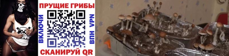 Галлюциногенные грибы Cubensis  Купить где  Волгодонск 